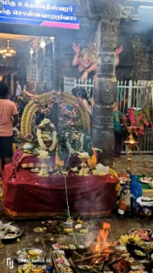 best nadi astrology in india|siva nadi astrology